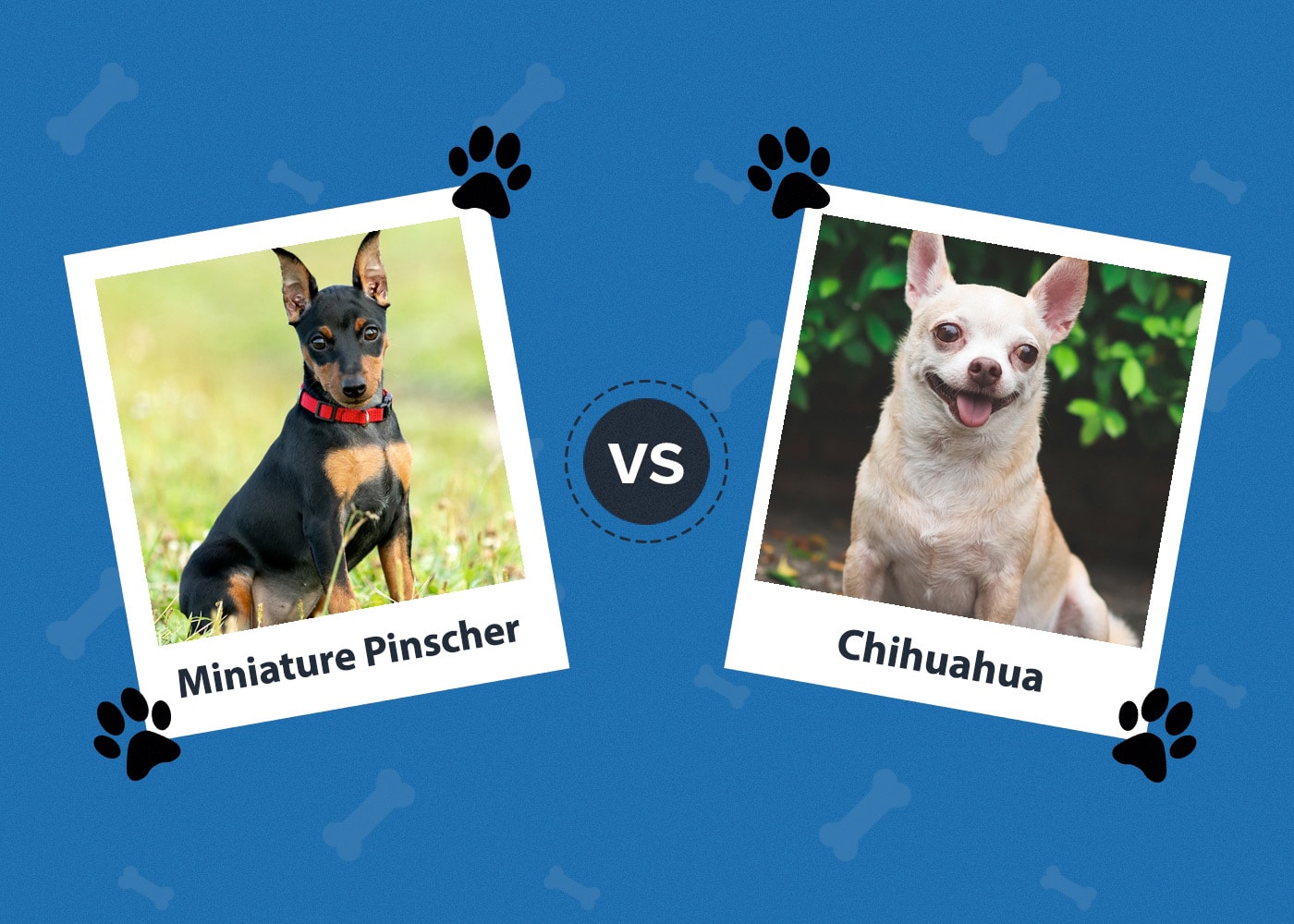 Miniature Pinscher vs. Chihuahua