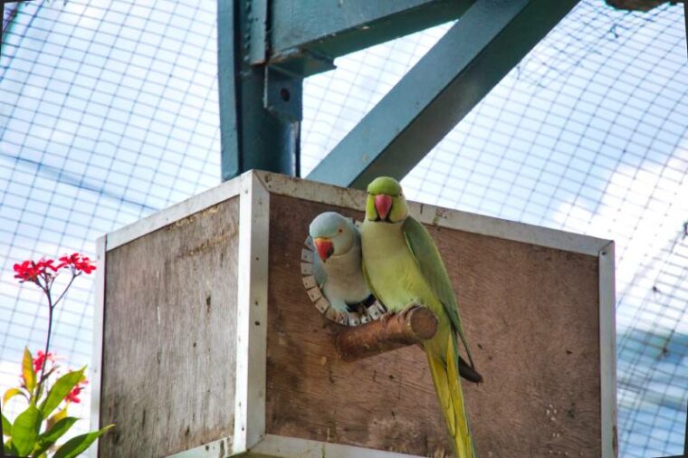 Why Do Parakeets Kiss Each Other? VetApproved Bird Behavior