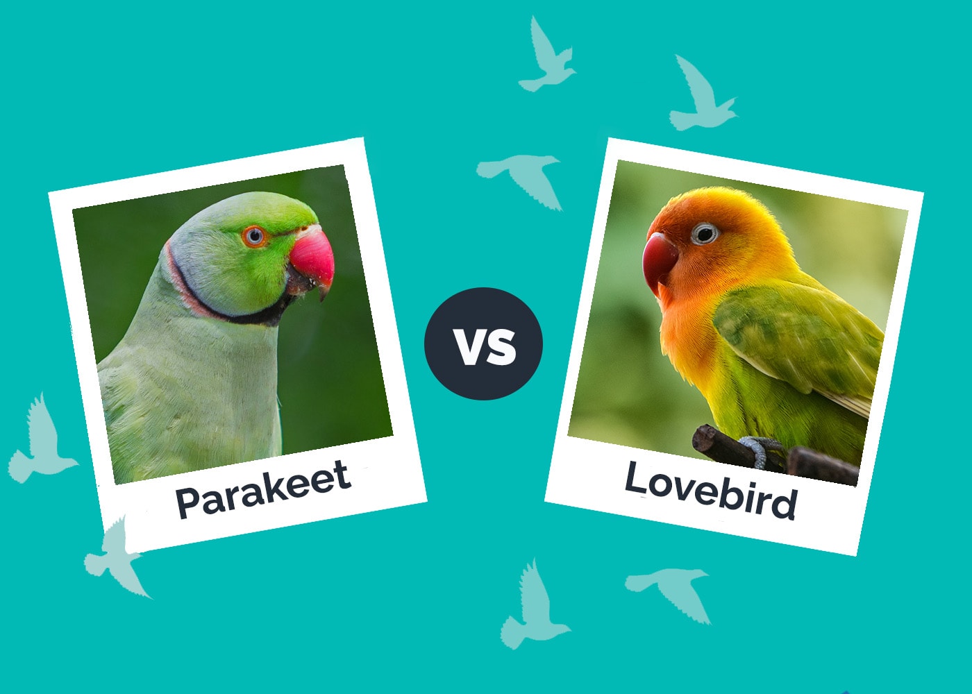 Parakeet vs Lovebird