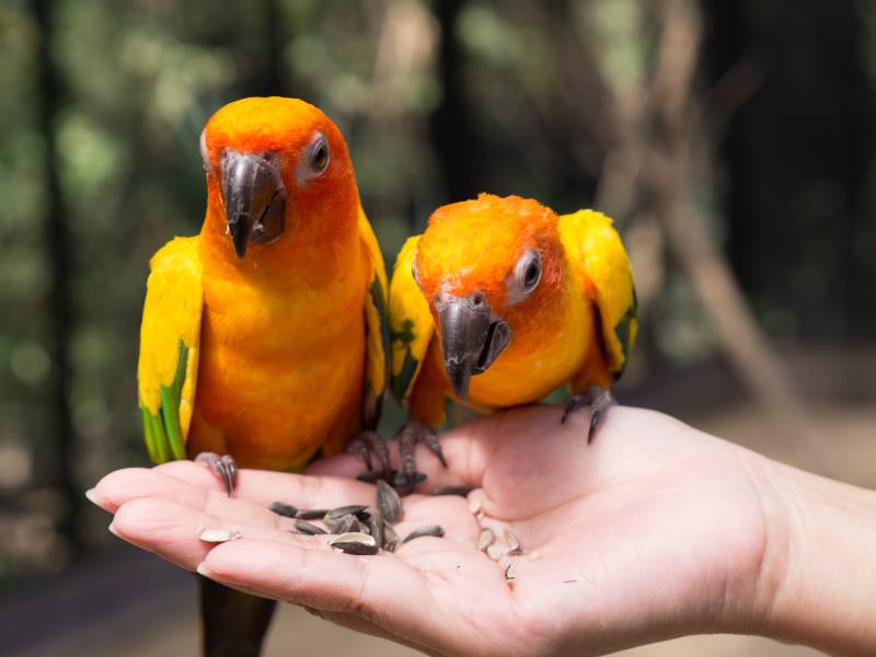 Parrots eat rice on hand