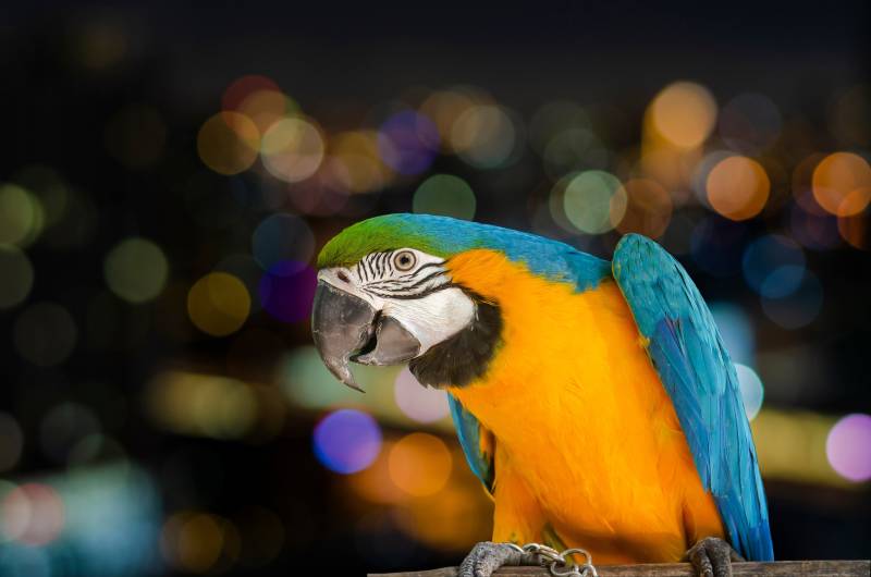 Portrait of a Blue Yellow Macaw Parrot on at night city colorful bokeh background