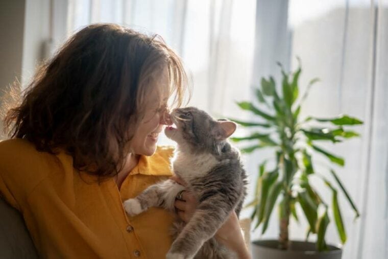 Do cats understand kisses facts considerations hepper