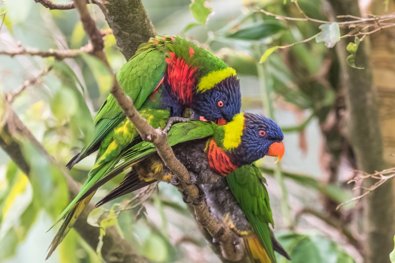 Rainbow lorikeet birds mating