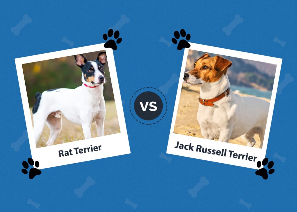 Rat Terrier vs. Jack Russell Terrier