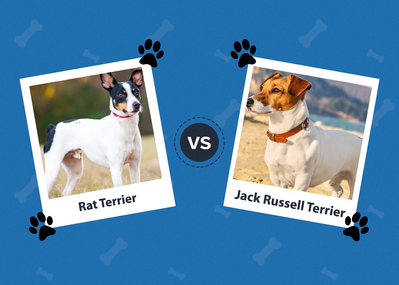 Rat Terrier vs. Jack Russell Terrier