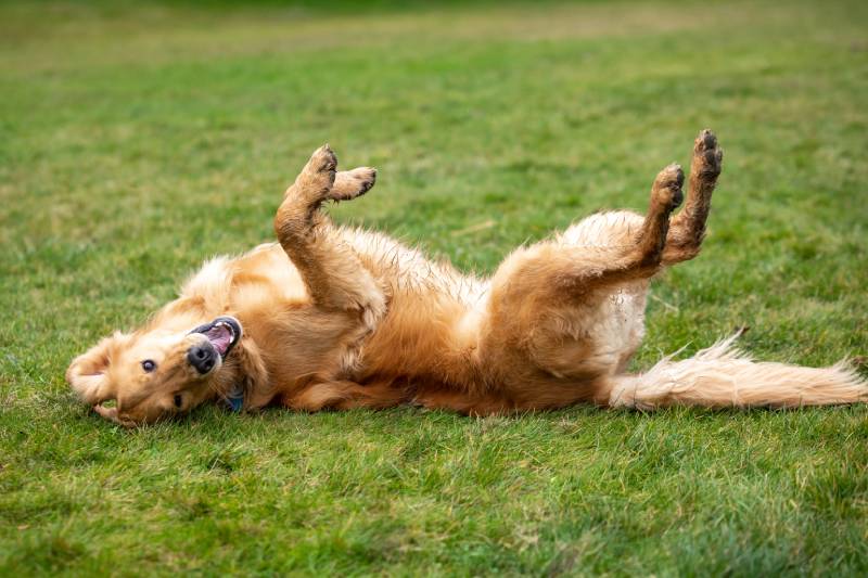 Side view on a goofy golden retriever dog rolling on a green lawn
