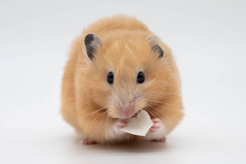 Syrian Hamster eating a coconut flake