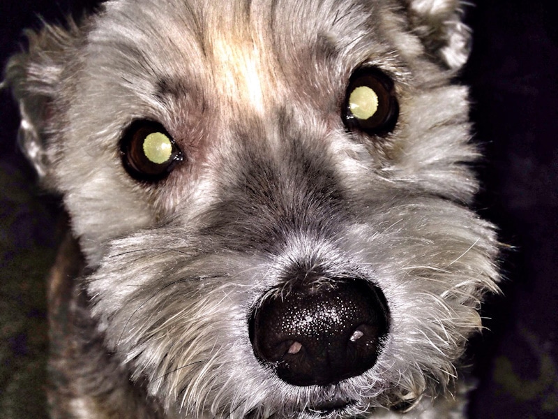 Why Do Dogs’ Eyes Glow? Canine Ocular Anatomy & Physiology Explained