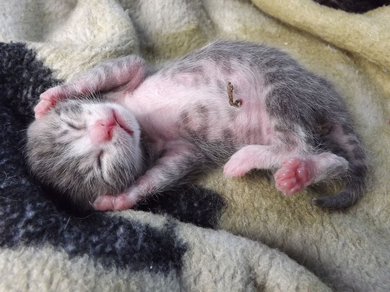 Tiny Neonatal Kitten Covering Ears