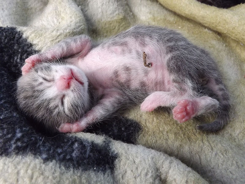 Why Is My Cat s Umbilical Cord Still Attached to The Kitten Vet