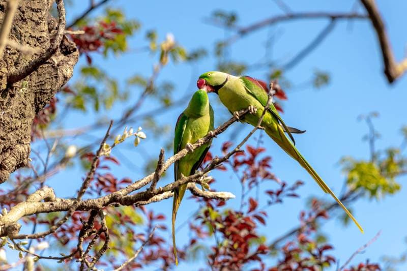 Two male and female rose-ringed parakeet also known as the ring-necked parakeet is on the tree