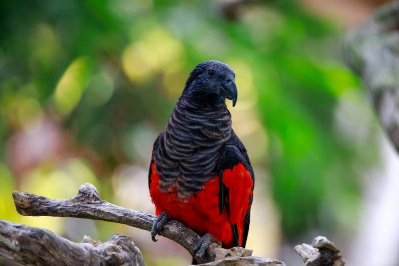 a beautiful dracula parrot perching on a branch