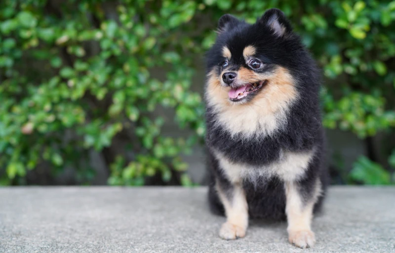 black and tan pomeranian dog