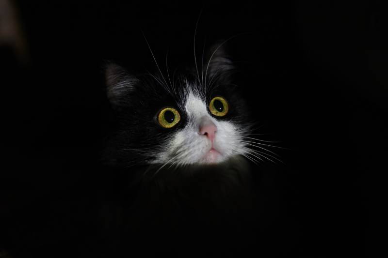 black and white cat face close up in a dark room