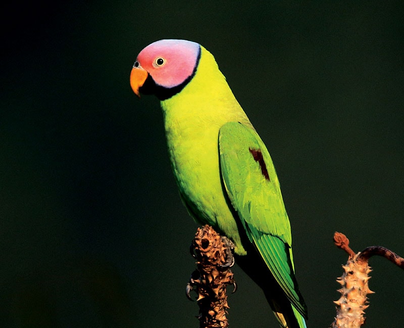 blossom-headed parakeet