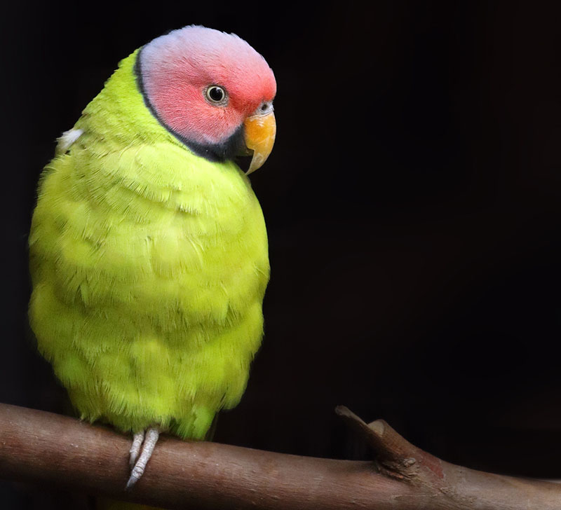 blossom-headed parakeet