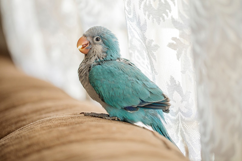 Blue quaker parrot bird on the sofa