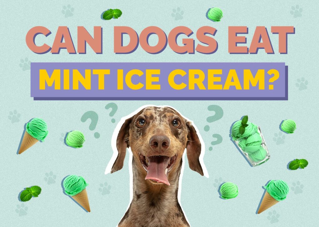 Can Dogs Eat Mint Ice Cream