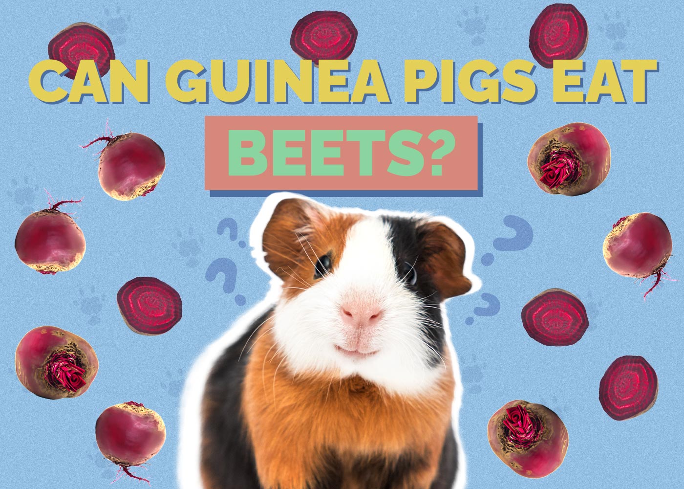 Artistic Can Guinea Pigs Eat Beets Wallpaper Collection Artistic Can Guinea Pigs Eat Beets Wallpaper Collection
