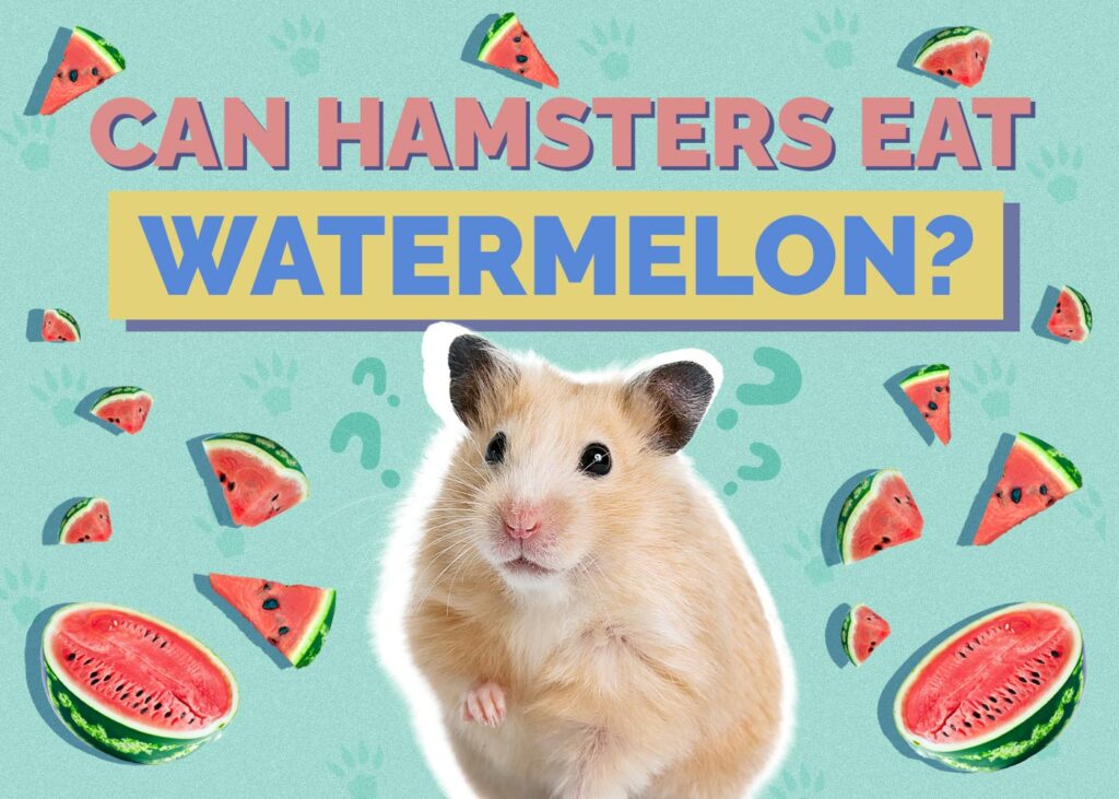 Can Hamsters Eat Watermelon
