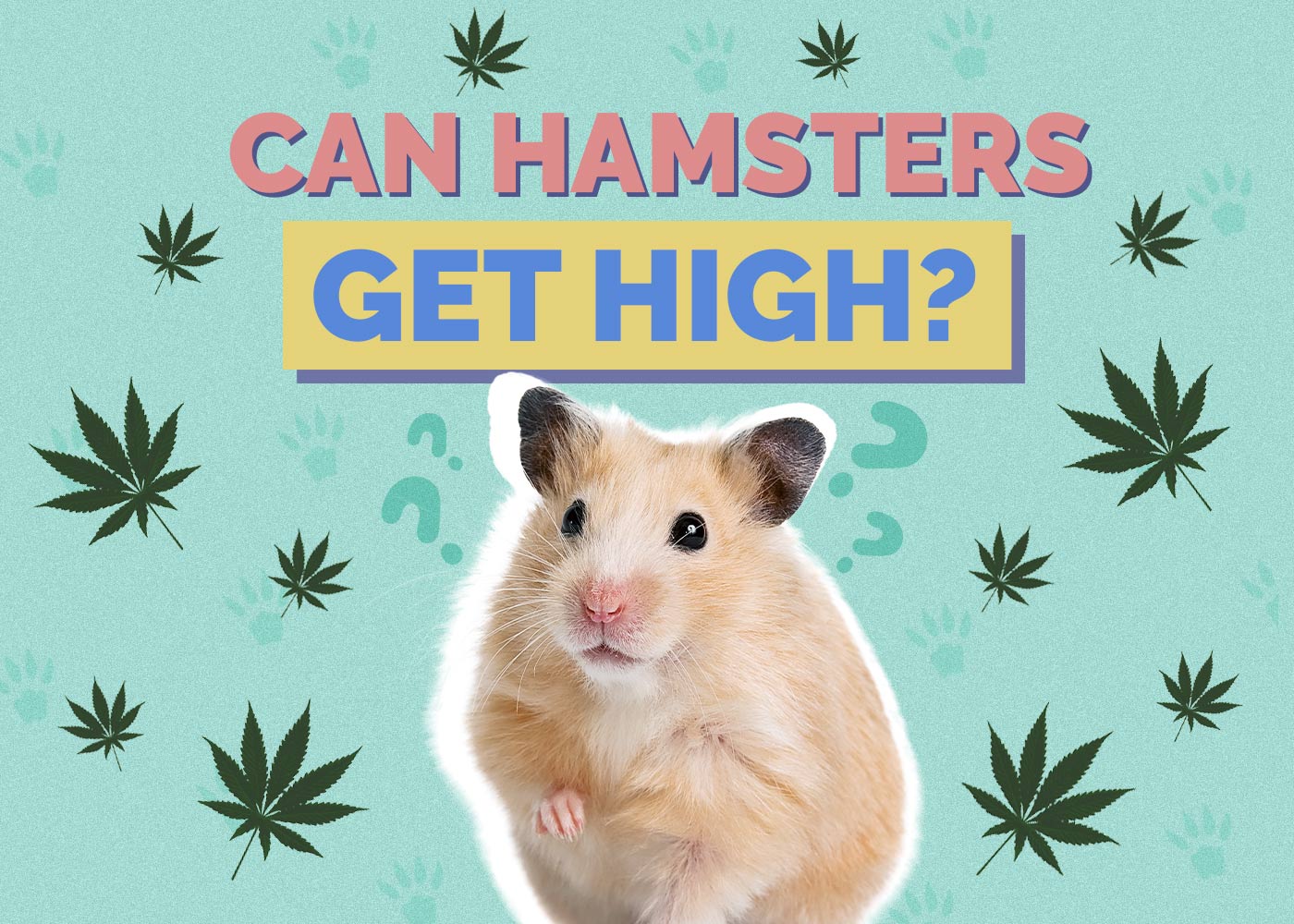 Can Hamsters Get High? VetApproved Facts & Safety Guide Hepper