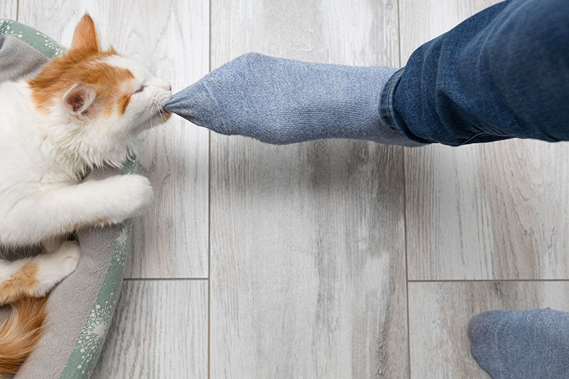 cat biting humans socks