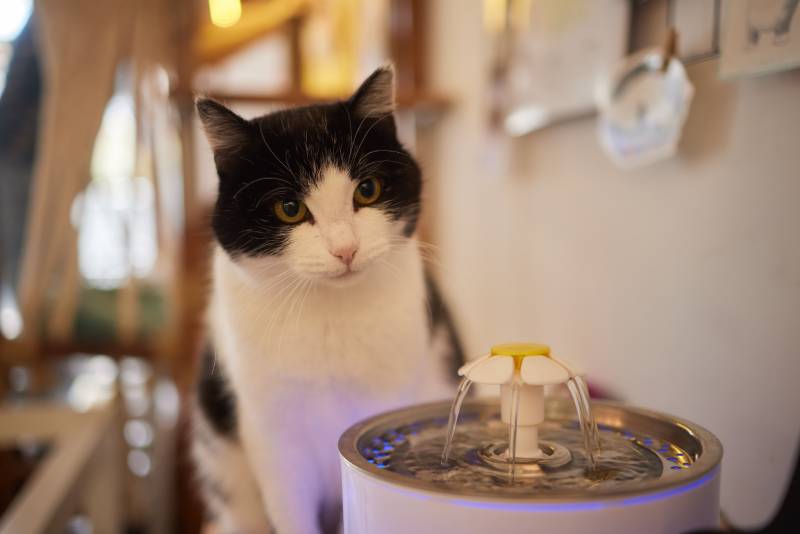 cat looking at water dispenser with automatic gravity refill