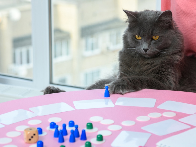 cat watching the board game on the table