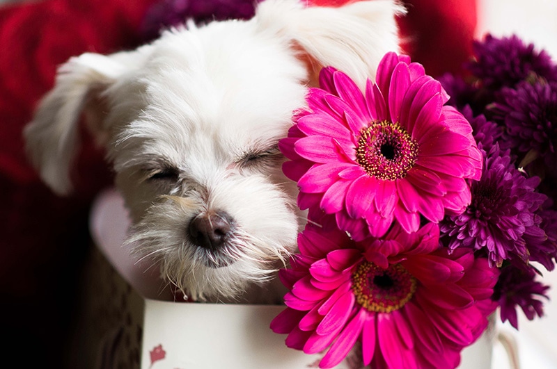 chi apso with flowers
