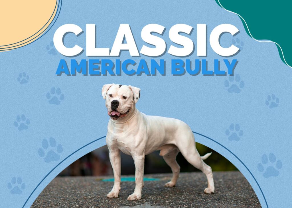 Classic American Bully