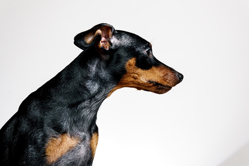 close up miniature pinscher dog suffering from alopecia