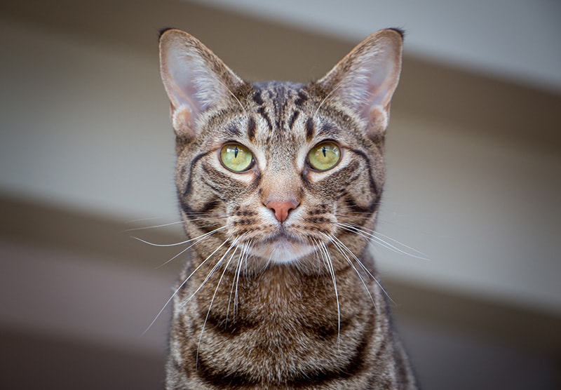 close up ocicat with green eyes