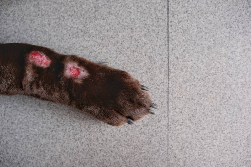 close up of lick granuloma on dog