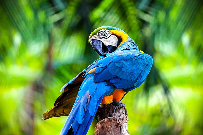 colorful macaw parrot bird perched