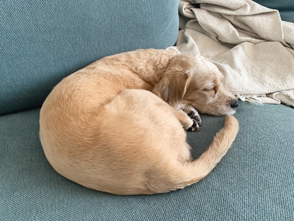 dog sleep curled up
