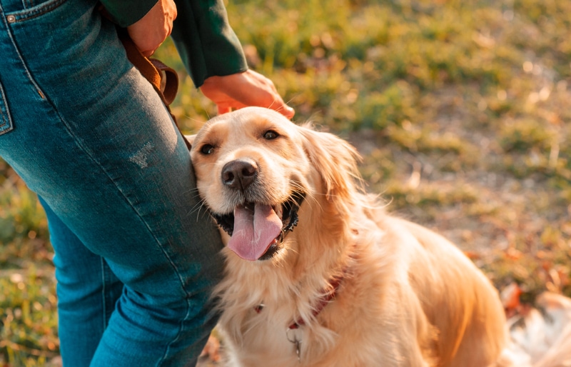 golden retriever dog panting and leaning on its owner