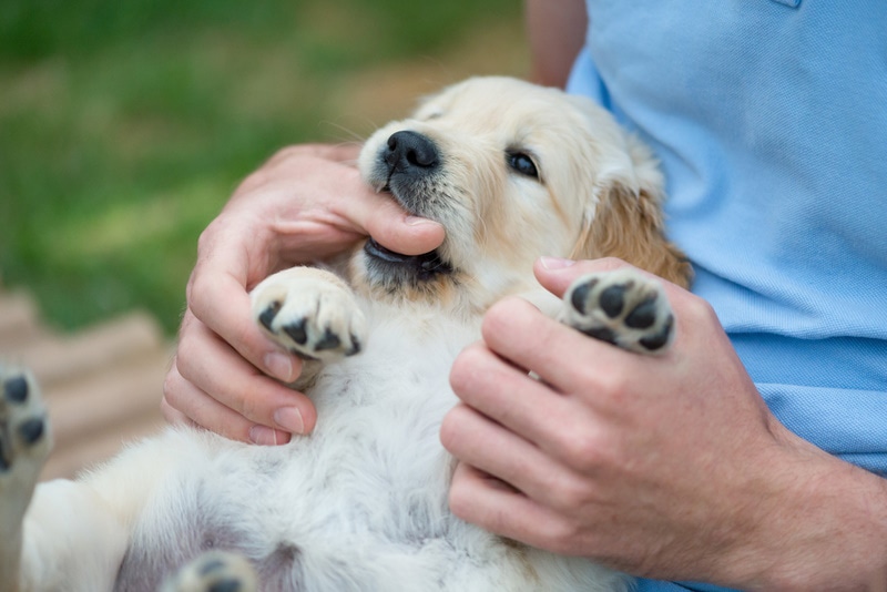 golden retriever puppy nibbling on owners hands