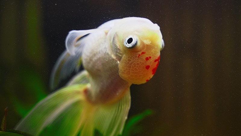 goldfish with swim bladder disease