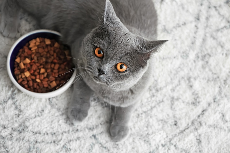 grey cat lying beside the food bowl