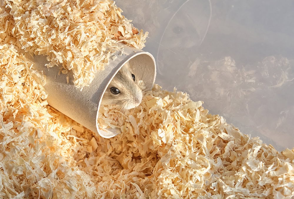 hamster hiding inside tunnel tube