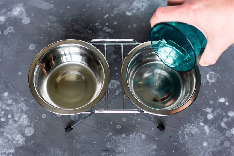hand pouring pure water from a glass into a bowl for a domestic cat