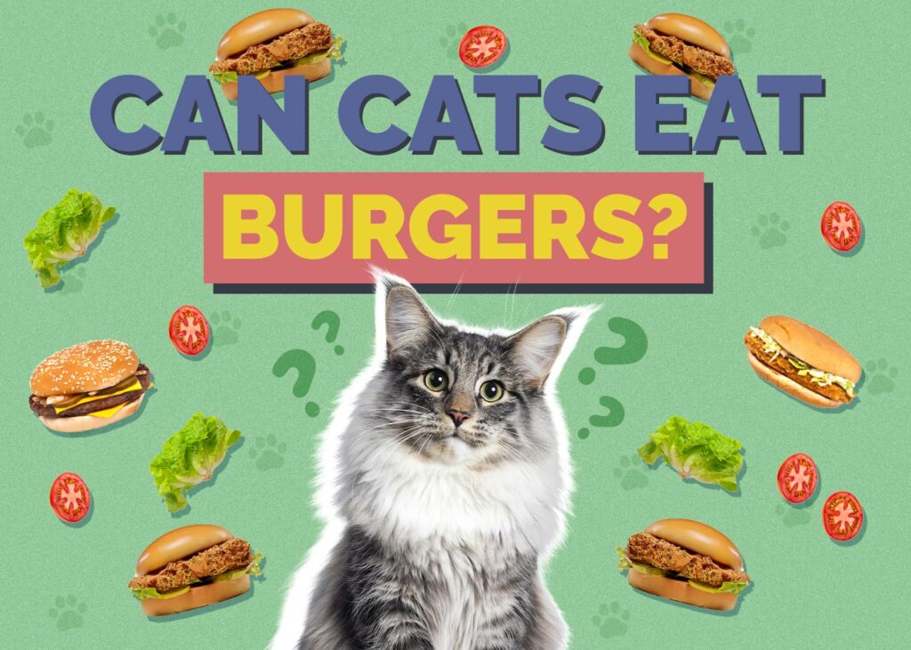 Can Cats Eat Burgers