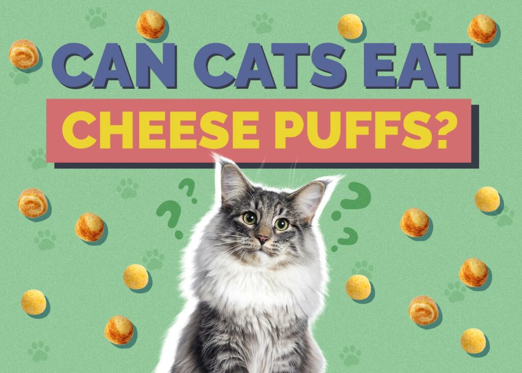 Can Cats Eat Cheese Puffs