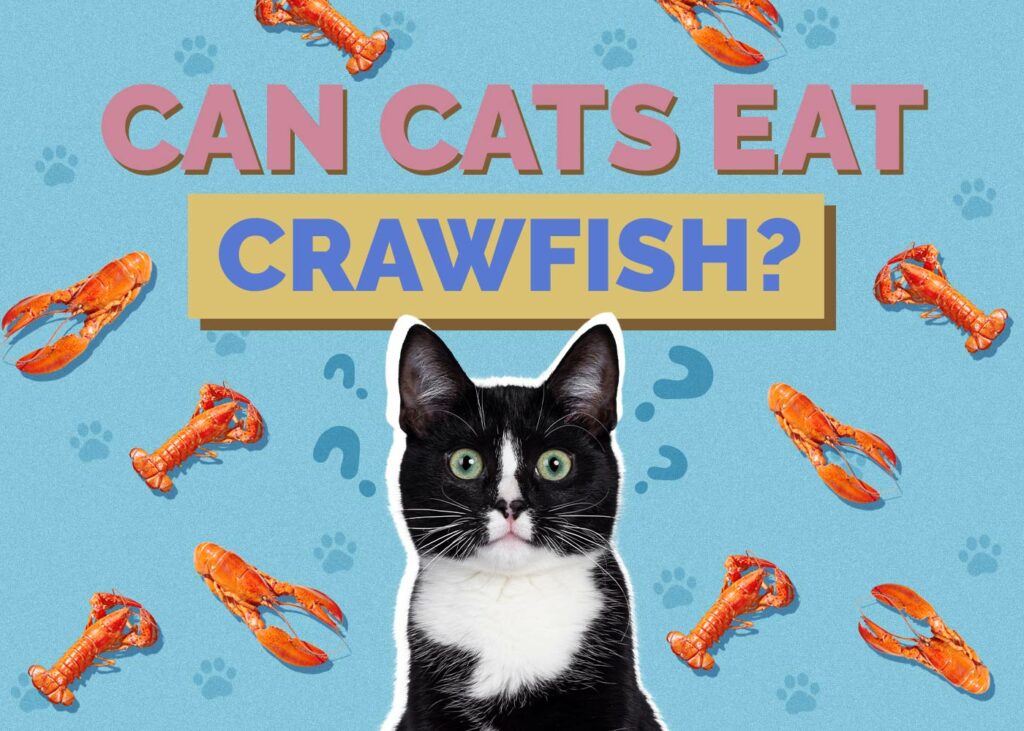 Can Cats Eat Crawfish
