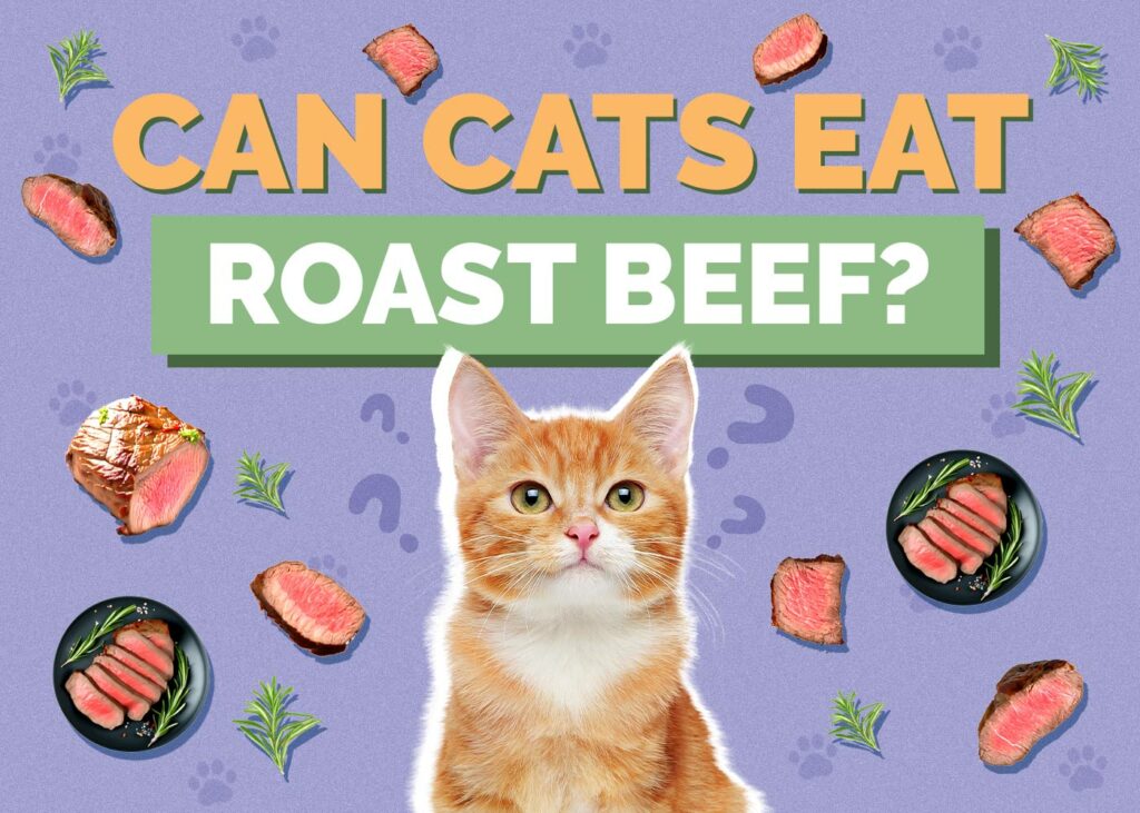 Can Cats Eat Roast Beef
