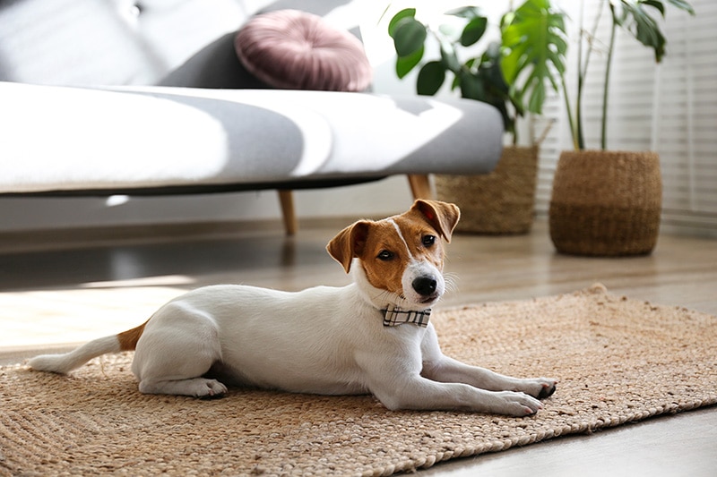 jack russell terrier dog inside the apartment