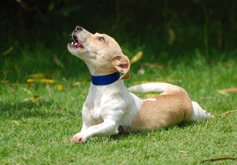 jack russell terrier howling