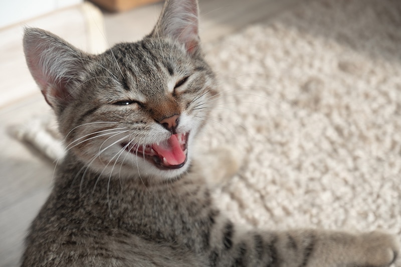 kitten laughing