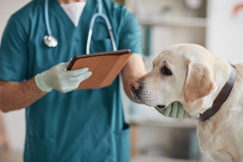 labrador dog at the clinic being checked by a vet