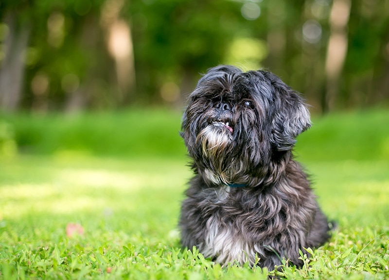 lhasa apso mix dog looking up